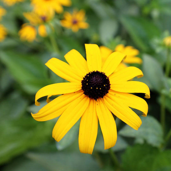 Rudbeckia fulgida Goldsturm blooming with golden flowers and black center cones