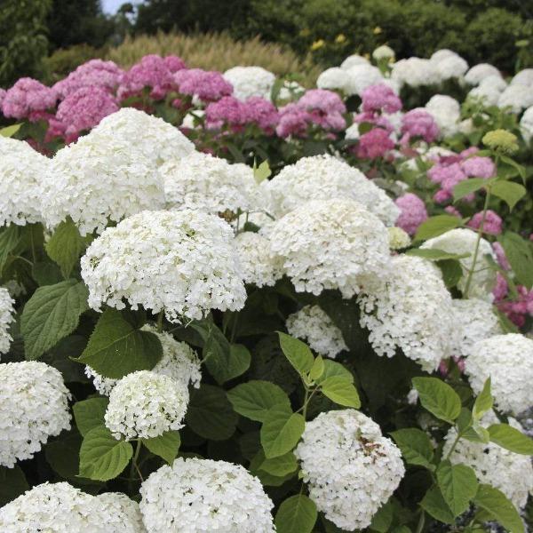 Incrediball hydrangea shrub in summer border, mounded plant covered in giant white bloom balls held upright on sturdy stems.