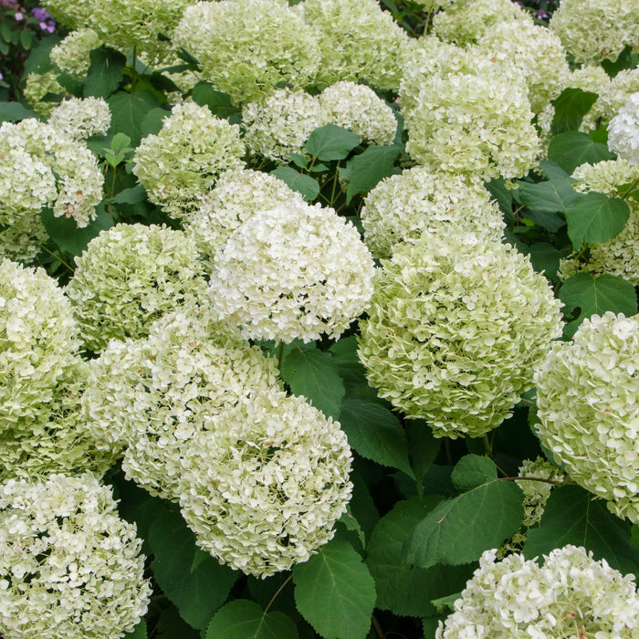 Incrediball hydrangea in a very large patio container, huge white blooms creating a bold focal point in sun to part shade.