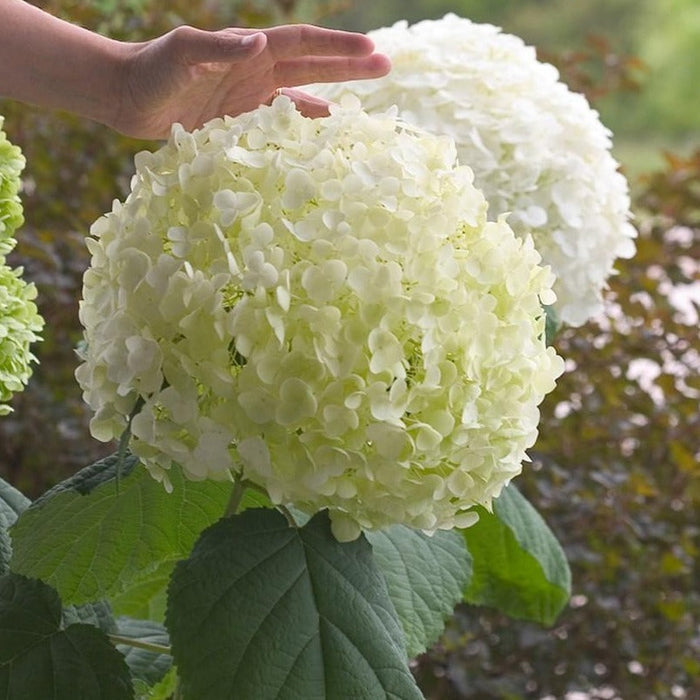 Close-up of Incrediball hydrangea flower head, tight clusters shifting from soft green to bright white with dense texture.
