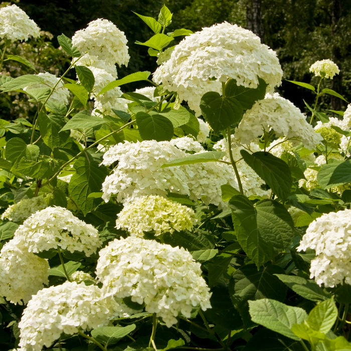 Incrediball smooth hydrangea habit, 4–5 ft rounded mound of green foliage with thick stems supporting massive summer blooms.