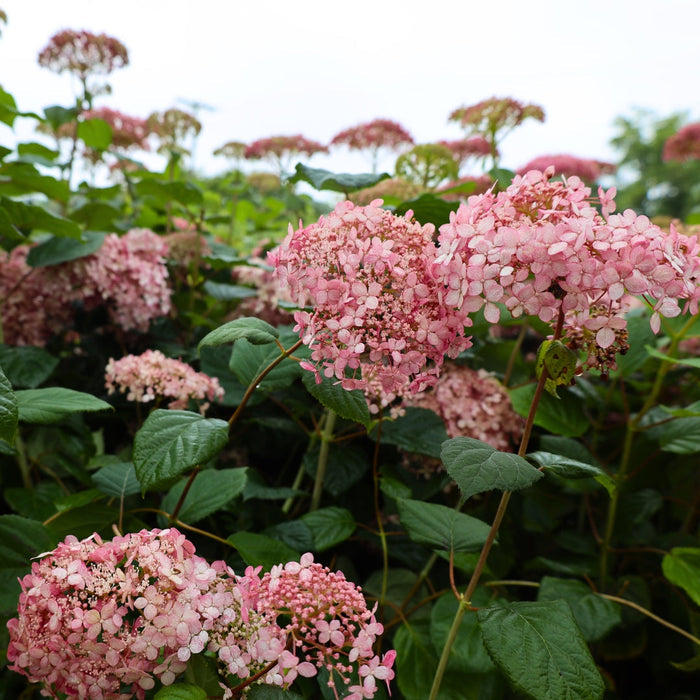 Invincibelle® Spirit II hydrangea habit with rounded 3–4 ft form, dark green leaves, and upright branching for tidy borders