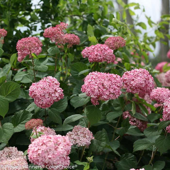 Invincibelle® Spirit II hydrangea in a large patio container with pink blooms, paired with perennials for long-season color and texture