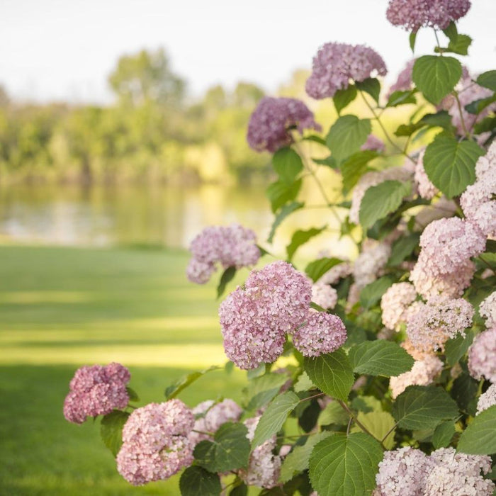Invincibelle® Spirit II hydrangea in a foundation bed with rich pink mophead blooms on sturdy stems, adding bold summer color