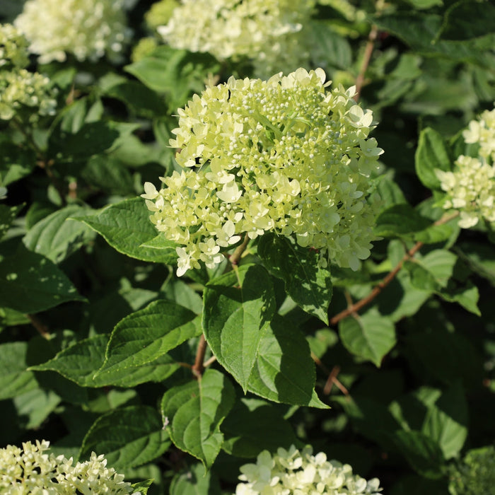 Little Lime® hydrangea in summer border, compact shrub covered in lime-green cone blooms that mature to white and blush pink.