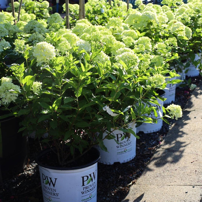 little lime hydrangeas blooming in 3 Gallon Pots