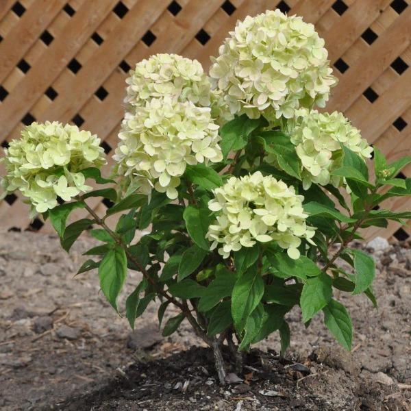 Young Little Lime Hydrangea shrub in a garden