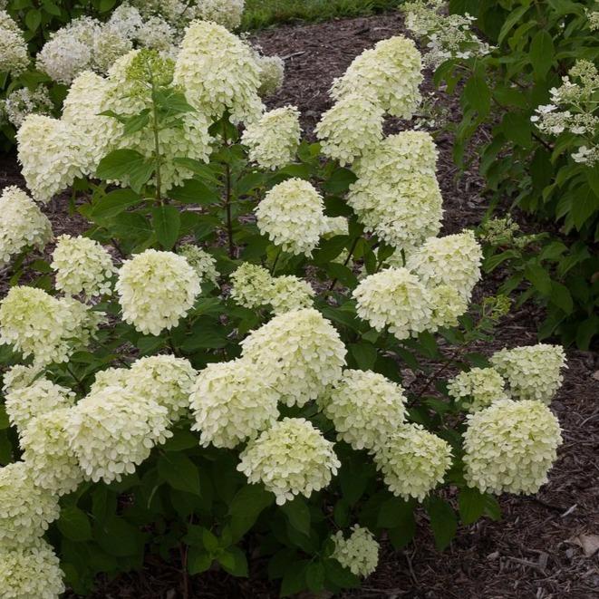 Little Lime® hydrangea habit, dense 3–5 ft mound with sturdy stems, dark green leaves, and cone blooms held upright all season.