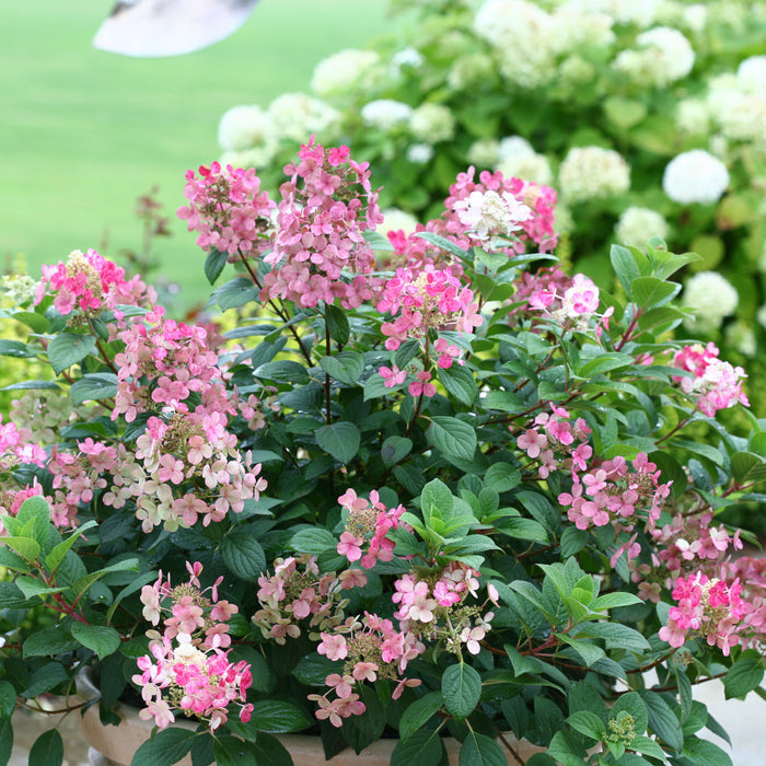 Pink and white hydrangea bush in a pot with green foliage, photographed outdoors in a garden setting with blurred green grass and white hydrangeas in the background.