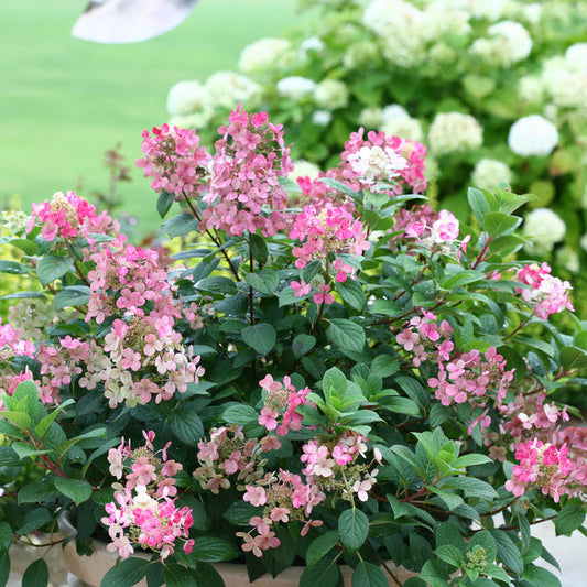Pink and white hydrangea bush in a pot with green foliage, photographed outdoors in a garden setting with blurred green grass and white hydrangeas in the background.