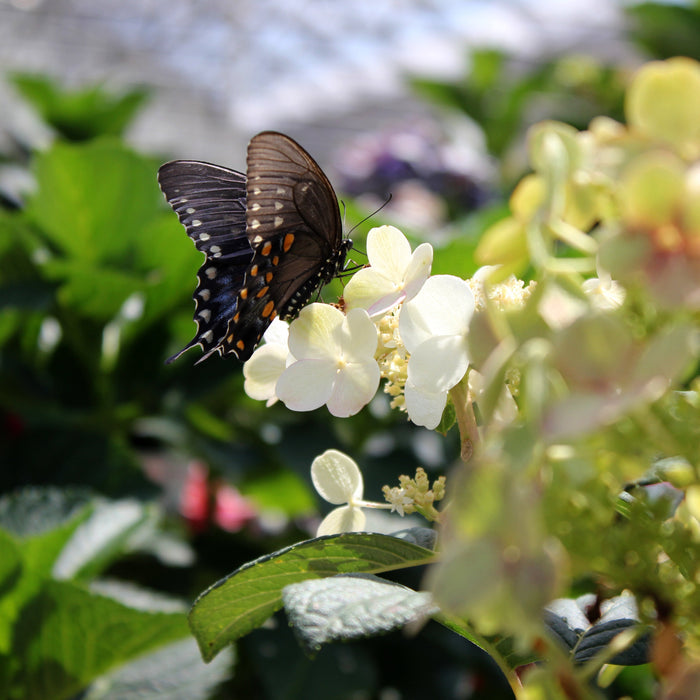 Pink and white hydrangea bush in a pot with green foliage, photographed outdoors in a garden setting with blurred green grass and white hydrangeas in the background.