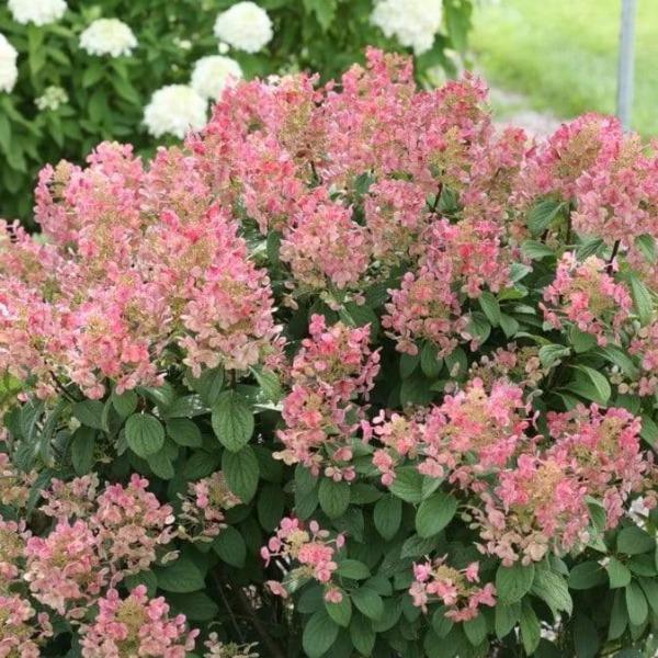 Little Quick Fire® hydrangea in a sunny border with compact upright habit and early white panicles turning pink-red through summer