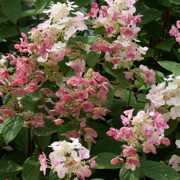 Close-up of Little Quick Fire® panicle bloom showing creamy white florets blushing pink, dense cone-shaped texture in summer