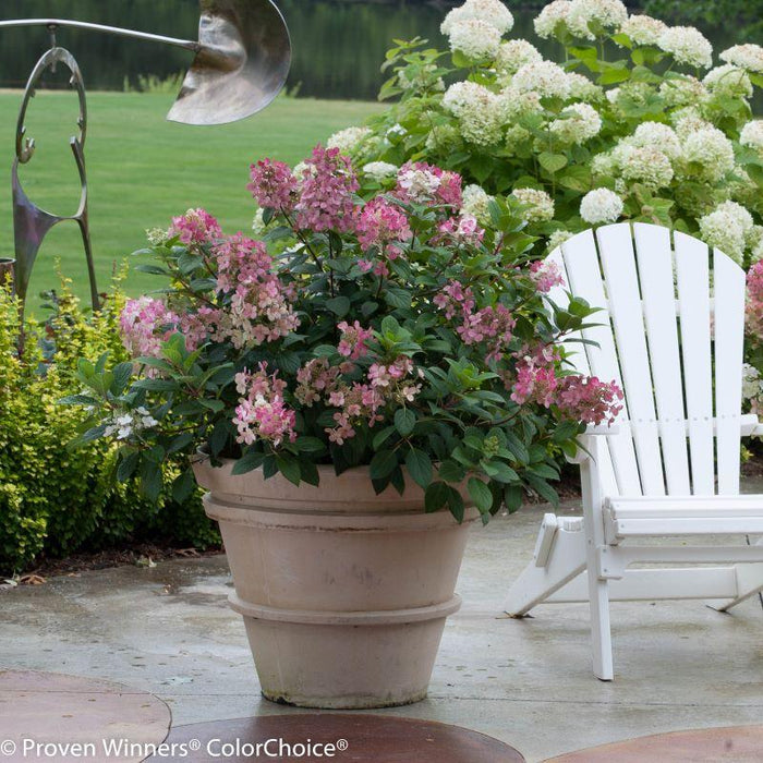 Little Quick Fire® hydrangea in a large patio container with white-to-pink panicles, paired with perennials for long-season texture