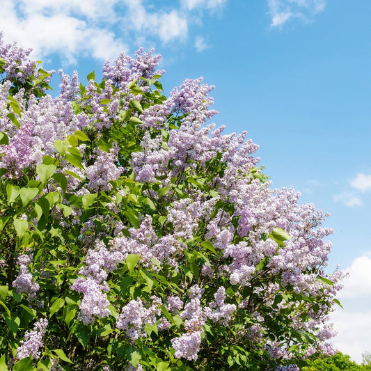 Miss Kim Lilac used in a foundation planting with layered evergreen shrubs