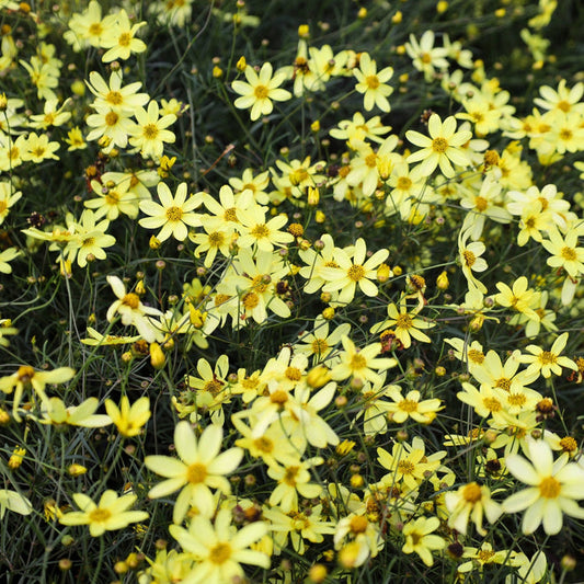 Moonbeam Coreopsis with soft yellow daisy-like flowers blooming in a sunny perennial garden
