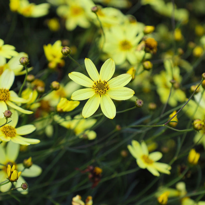Close-up of pale lemon-yellow Moonbeam Coreopsis flowers in summer