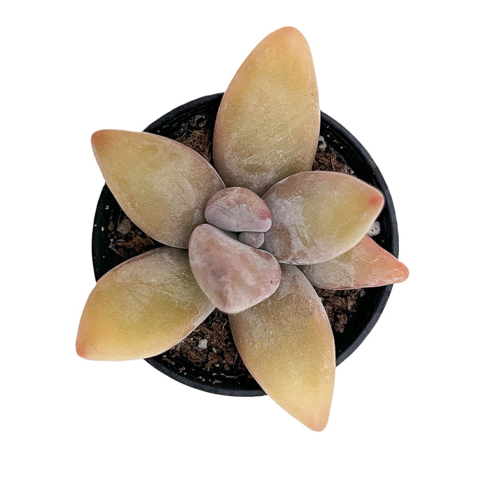 Pachyphytum Mango Beauty