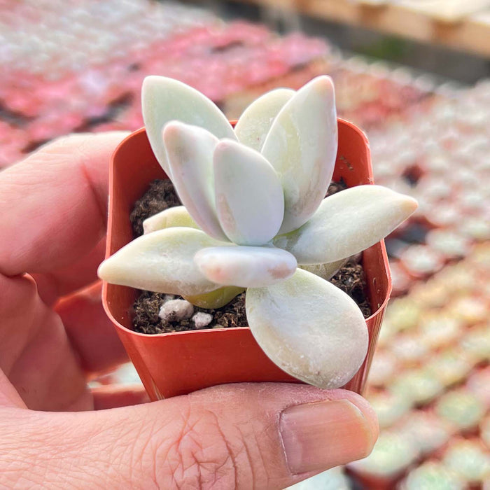 Pachyphytum Mango Beauty