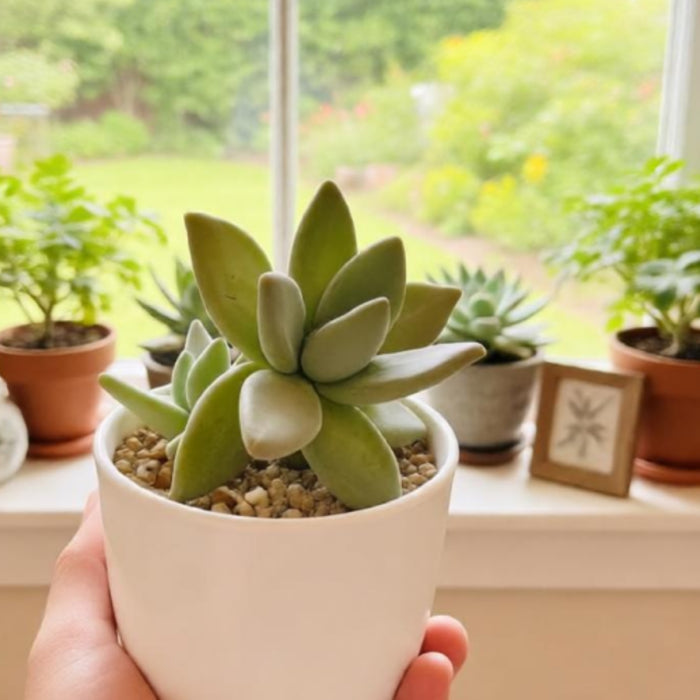 Pachyphytum Mango Beauty