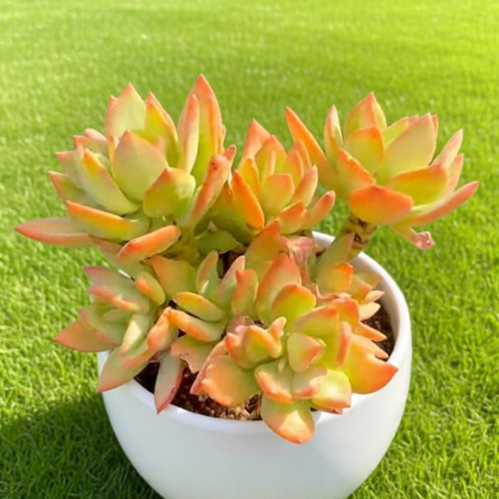 Pachyphytum Mango Beauty