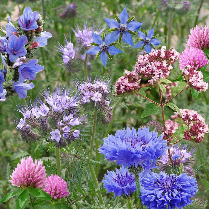 Pollinator Power Seedbom Gift Box