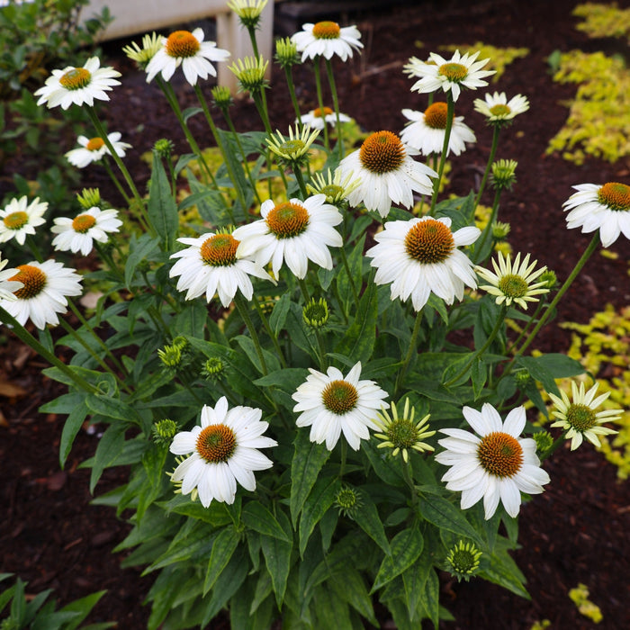 Pow Wow White Coneflower with pure white Echinacea flowers and golden cones blooming in a sunny pollinator garden