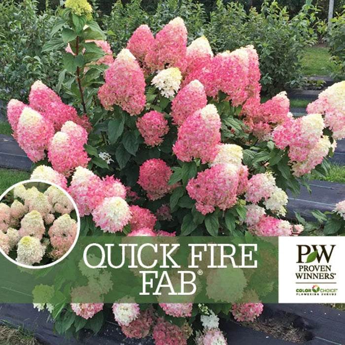 Quick Fire Fab Hydrangea with large lime-white panicle blooms aging pink and red