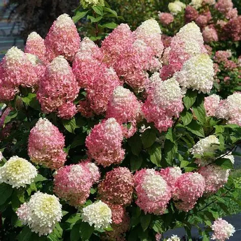 Hydrangea paniculata SMNHPM with white flowers turning pink and red