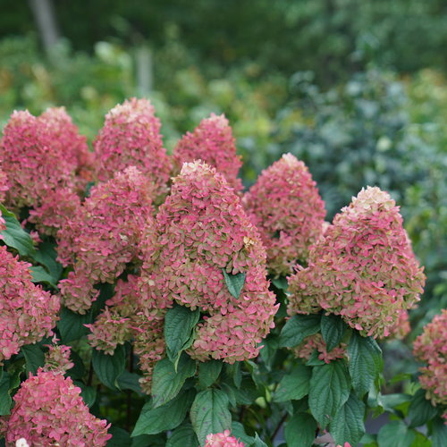 Quick Fire Fab Hydrangea flowers showing blush pink and red color progression