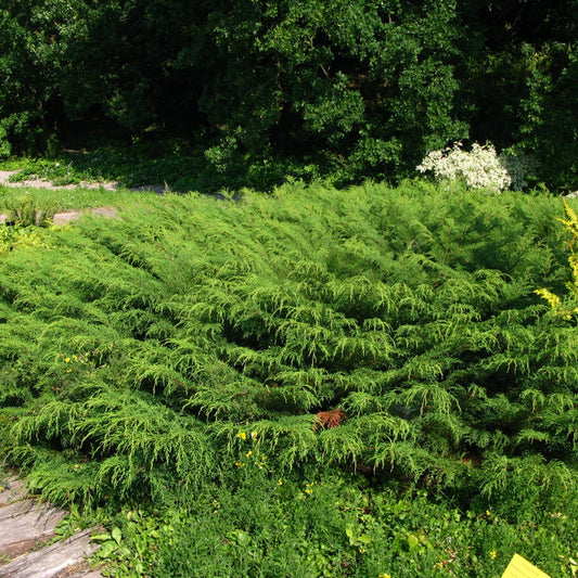 Russian Cypress with soft feathery evergreen foliage spreading as a low ground cover in a landscape bed