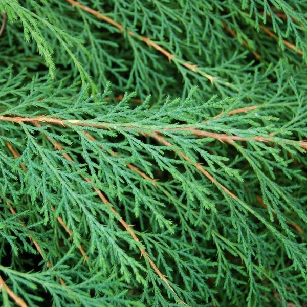 Soft fern-like foliage of Russian Cypress with layered branching texture