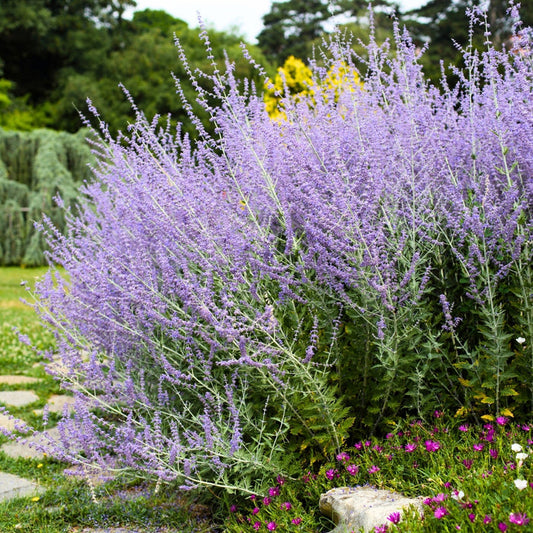 Russian Sage with lavender-blue flowers and silver foliage blooming in a sunny drought tolerant garden