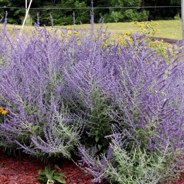 Deer resistant Russian Sage with silver foliage planted in a low-water perennial border