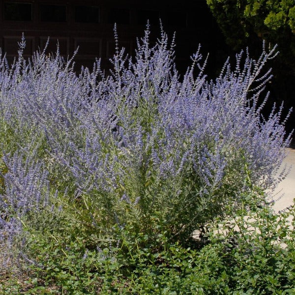 Russian Sage mass planting with silver foliage and blue flowers along a sunny walkway