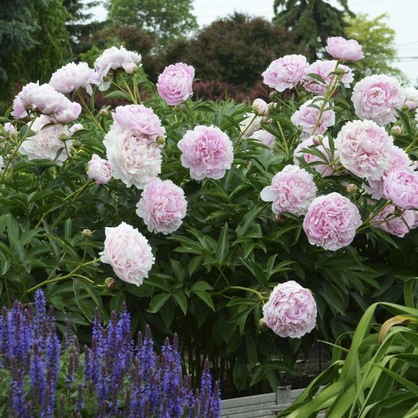Sarah Bernhardt peony in a sunny border, lush green mound topped with huge double pink blooms, classic cottage-garden elegance.