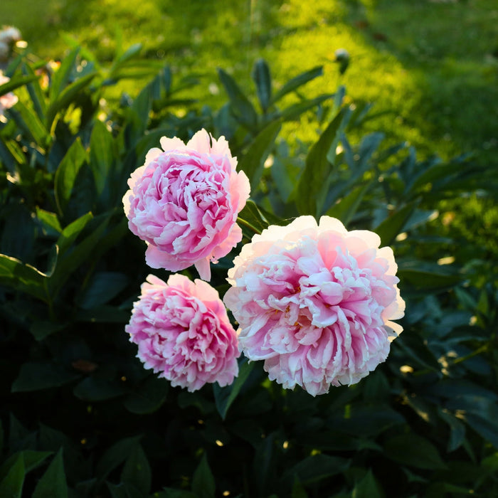 Close-up of Sarah Bernhardt peony flower, ruffled double rose-pink petals with soft fragrance appeal and silky texture.