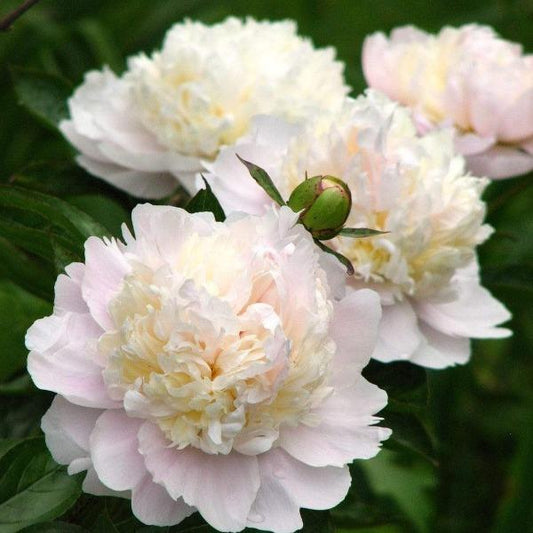 Shirley Temple peony habit showing sturdy stems and glossy green foliage forming a full 30–36 inch clump through summer.