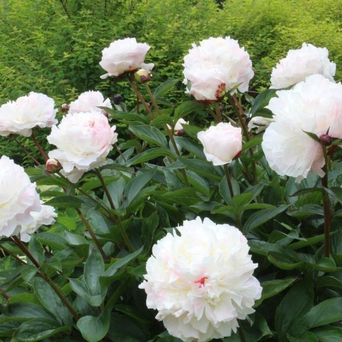 Shirley Temple peony in a sunny border, lush green mound topped with huge double ivory blooms, romantic cottage-garden centerpiece.
