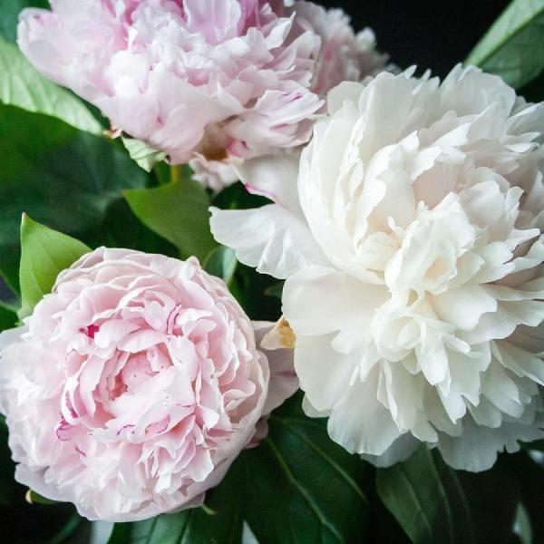 Shirley Temple peony in a large patio container with companion perennials, showcasing elegant white blooms and tidy spring form.