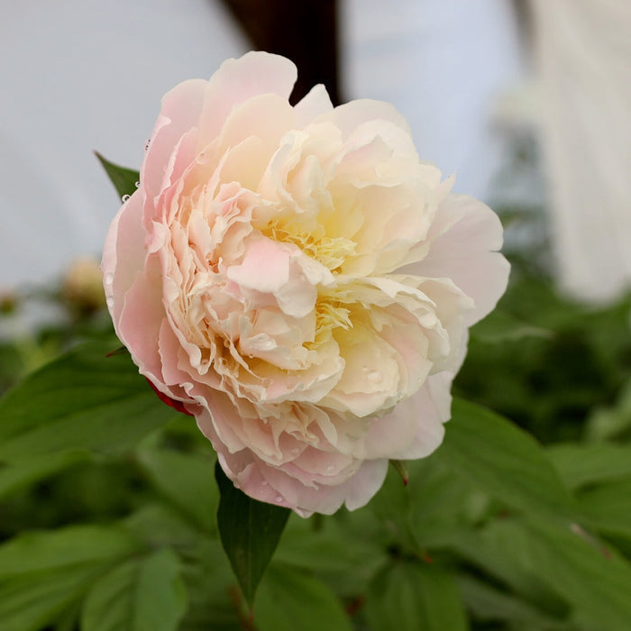 Close-up of Shirley Temple peony bloom, ruffled double petals opening blush pink and fading to creamy white with a fragrant look.