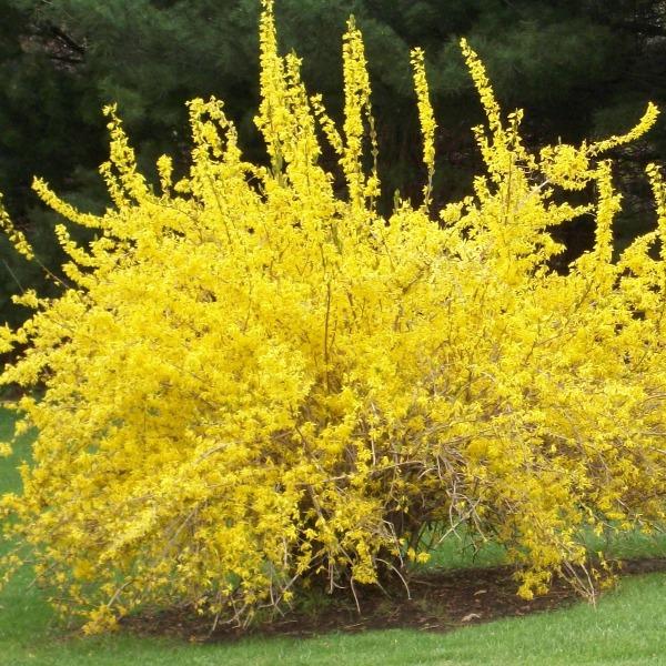 Spring Glory forsythia in early spring hedge, arching shrub covered in vivid yellow blooms creating bright curb appeal.
