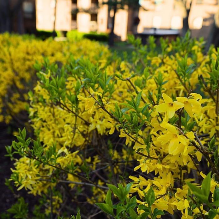 Spring Glory forsythia used along a sunny slope, yellow spring bloom show with bulbs and evergreens for contrast.