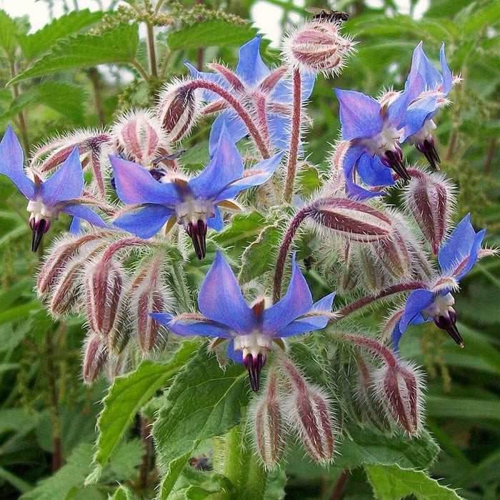 Starflower Seedbom