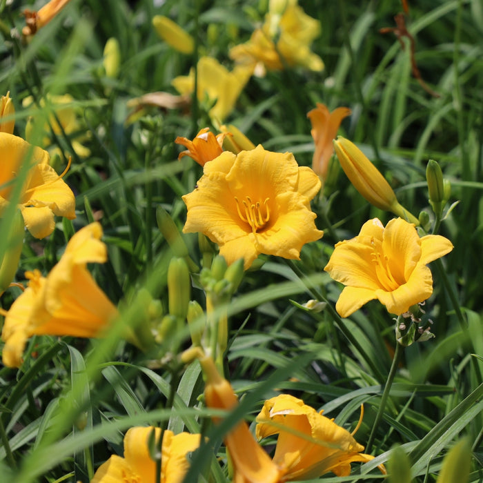 Stella D'Oro Daylily with golden-yellow reblooming flowers blooming in a sunny perennial garden