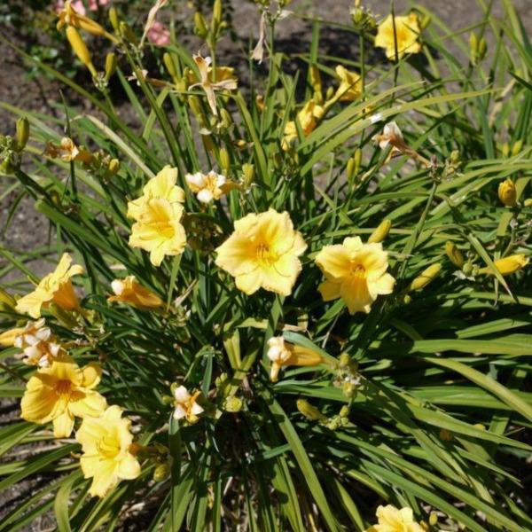Hemerocallis Stella de Oro yellow daylily flowers in full sun