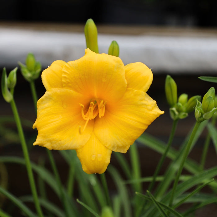 Close-up of Stella de Oro Daylily yellow flower with deeper yellow throat