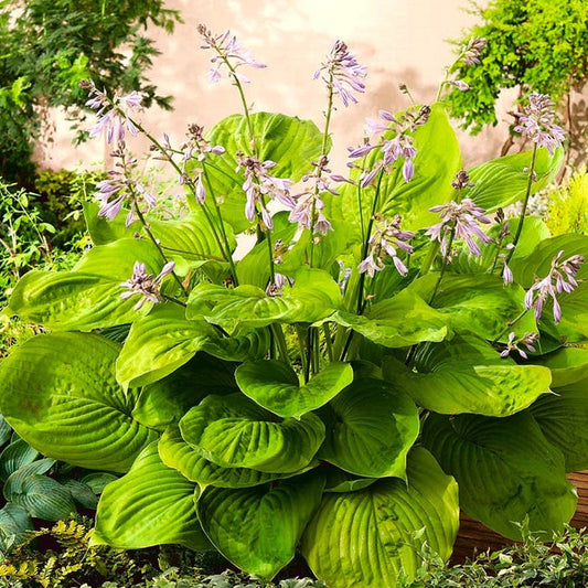 Hosta Sum and Substance blooming with pale lavender flowers above bold foliage