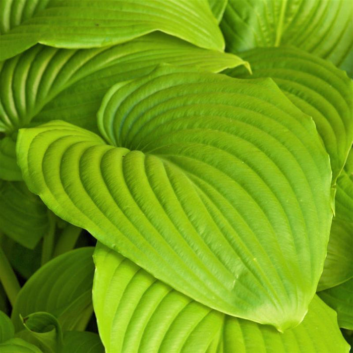 Hosta Sum and Substance with large yellow green corrugated foliage in a shade garden