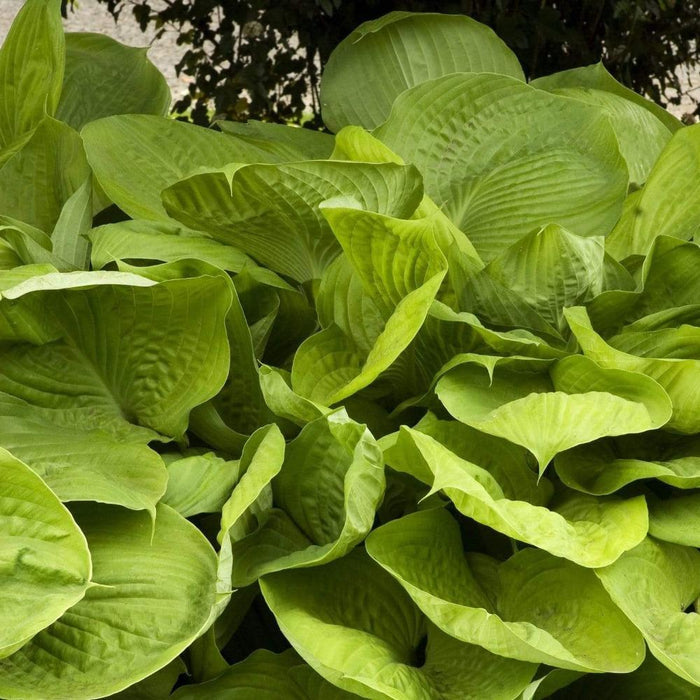 Sum and Substance Hosta with giant chartreuse leaves in a shaded garden bed